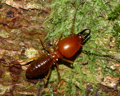 Syntermes molestus