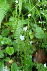 Trigonotis formosana elevatovenosa