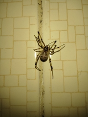 Latrodectus geometricus