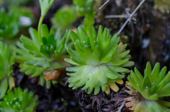 Saxifraga losae
