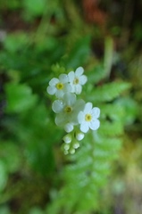 Trigonotis formosana elevatovenosa