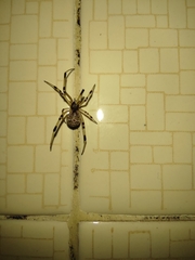 Latrodectus geometricus