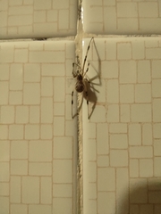 Latrodectus geometricus