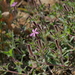 Saponaria ocymoides ocymoides - Photo (c) Kélian Gautier, some rights reserved (CC BY-NC), uploaded by Kélian Gautier