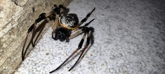 Nephilingis cruentata