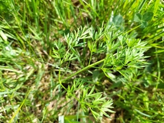 Oenanthe peucedanifolia