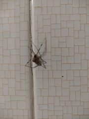 Latrodectus geometricus