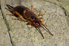 Forficula auricularia