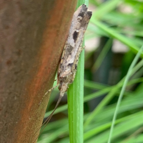 Mottled Sedge, Amsterdam, Oude Haagseweg, photo 10 of 10