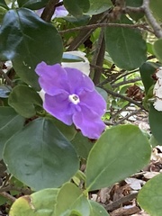 Brunfelsia australis