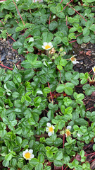 Fragaria chiloensis pacifica