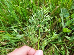 Oenanthe peucedanifolia