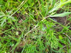 Oenanthe peucedanifolia