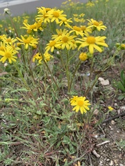Senecio vernalis
