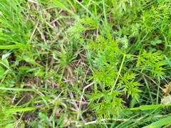 Oenanthe peucedanifolia