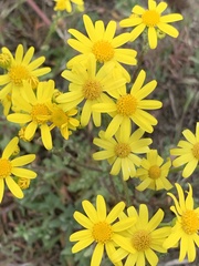 Senecio vernalis