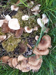 Lentinus substrictus