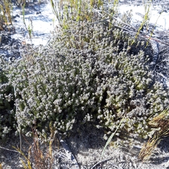 Helichrysum trilineatum