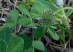 Trifolium cherleri