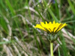 Taraxacum hollandicum
