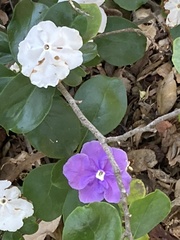 Brunfelsia australis