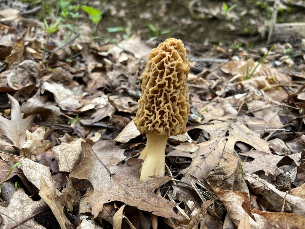 white morel from Albert Johnson Rd, Nashville, IN, US on May 07, 2022
