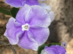 Brunfelsia australis
