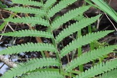 Anchistea virginica image