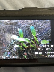 Bulbophyllum kwangtungense