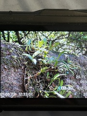 Bulbophyllum kwangtungense