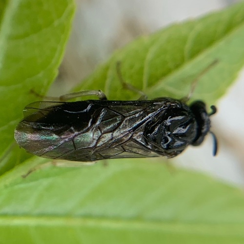 Elm Zigzag Sawfly, Amsterdam, Oude Haagseweg, photo 8 of 10