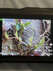 Bulbophyllum kwangtungense