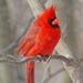 Northern Cardinal - Photo (c) Jen Goellnitz, some rights reserved (CC BY-NC)