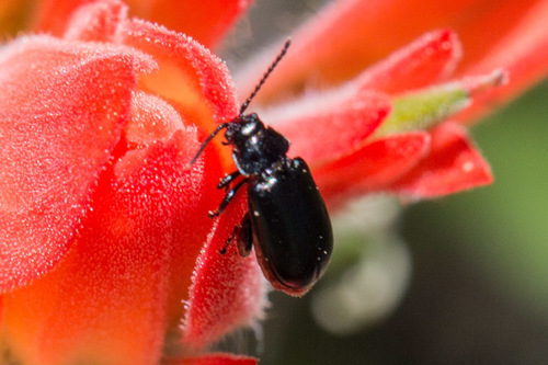 Lamenting Flea Beetle