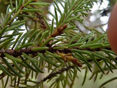 Arceuthobium pusillum