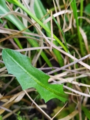Taraxacum hollandicum