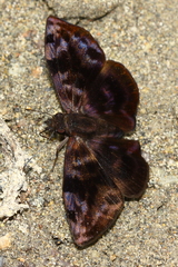 Ebrietas