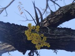 Trichocentrum cebolleta