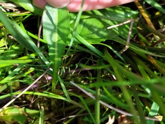 Taraxacum hollandicum