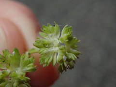 Valerianella carinata