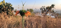 Leonotis nepetifolia