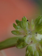 Valerianella carinata