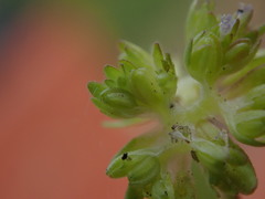 Valerianella carinata