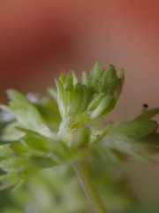 Valerianella carinata