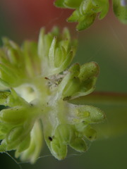 Valerianella carinata