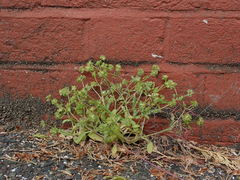 Valerianella carinata