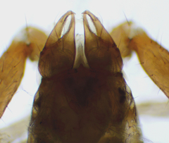 Microbisium parvulum