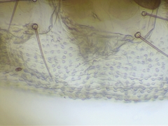 Microbisium parvulum