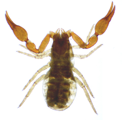 Microbisium parvulum