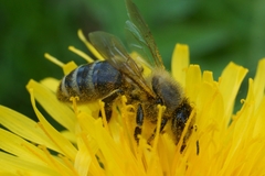 Apis mellifera